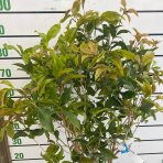 Osmant voňavý (Osmanthus fragrans) - výška 70-90 cm, kont. C10L